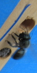 Mason Bee at nest; img_0508_1_3_crop-bee; John Holbrook, Missoula