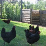 Guerrant Compost bins-hens_sml