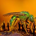 Public Domain Image: iridescent-green-sweat-bees