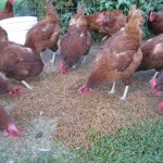 Chickens at feed