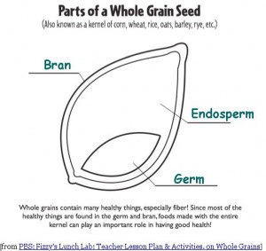 Parts of a Grain Seed