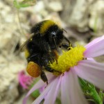 Bumblebee with loaded pollen baskets