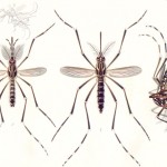 From Wikimedia commons https://en.wikipedia.org/wiki/File:Aedes_aegypti_E-A-Goeldi_1905.jpg