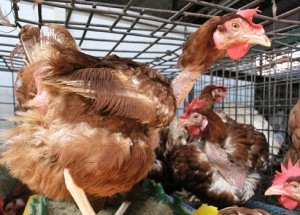 Caged, stressed laying hens